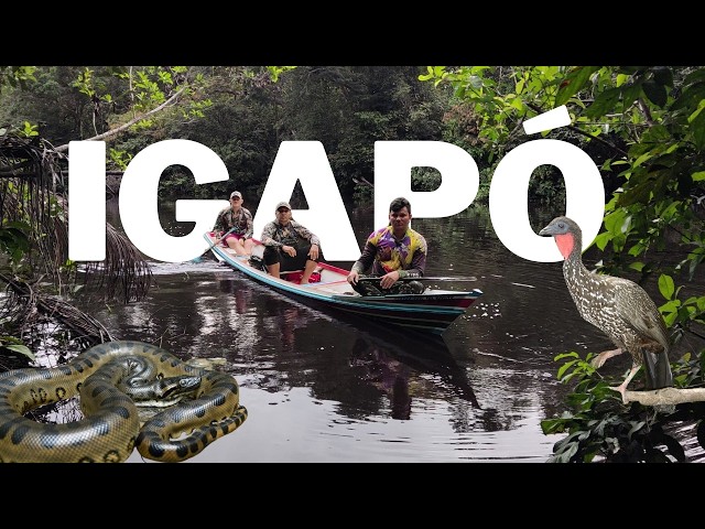 FLORESTA ALAGADA, AVENTURA NOS IGAPÓS AMAZÔNICOS!