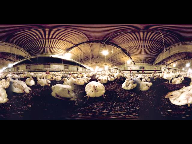 360-Degree Video Reveals Factory Farm Cruelty to Broiler Chickens