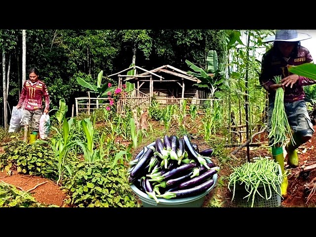 Selling to market, harvesting eggplants, long beans, living in the forest ep 97