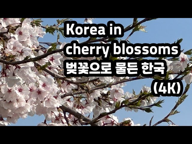 [4k in korea] Korea in April, colored with cherry blossoms 벚꽃으로 물든 4월 한국