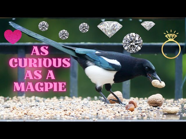 As Curious as a Magpie