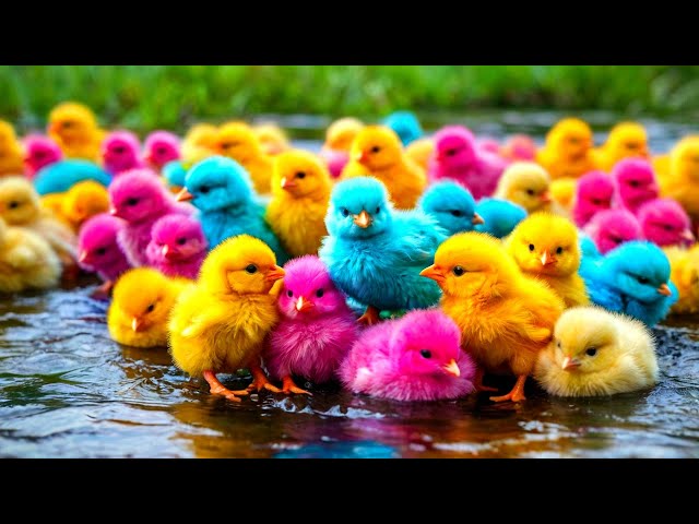 Colorful Chickens, World Cute Chickens, Rainbows Chickens, Cute Ducks, Cat, Rabbit, Cute Animals