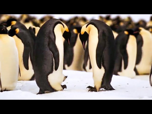 BBC Earth 50 Top Natural History Moments | 40-31