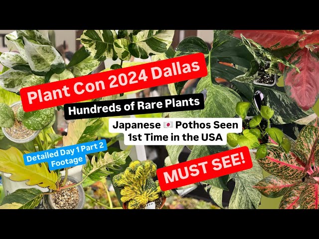 Plant Con 2024 Dallas Rare Plant Japanese Pothos Rare Aroid Big Box Store Plant Shopping Alternative