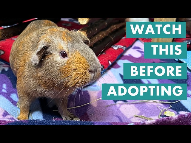 Before You Adopt a Guinea Pig: Tips and 7 Essential Questions to Ask