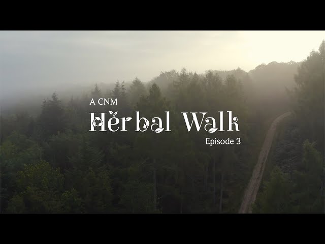 5 Wild Medicinal Herbs I A Herbal Walk with Peter ( Naturopath & Herbalist )