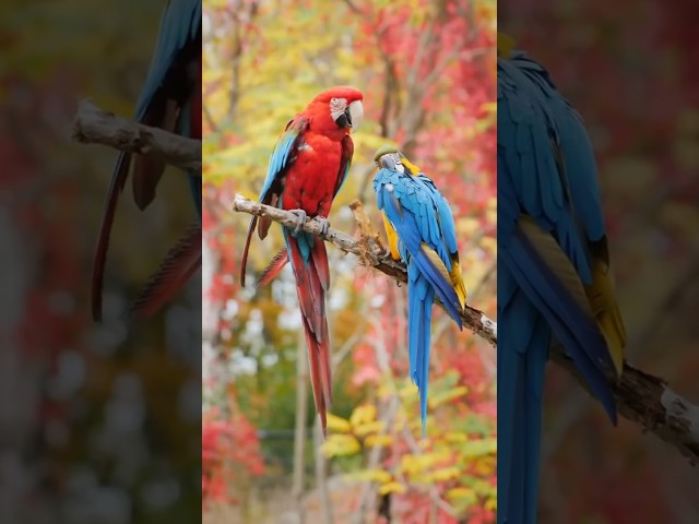 Can You RELAX in Just 10 Seconds with Nature's Melodies?