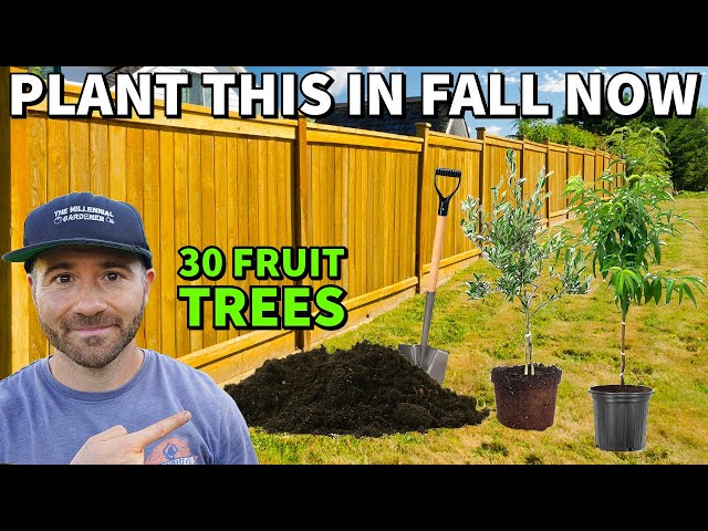 Don't Wait For Spring! Plant These 30 Fruit Trees In Fall NOW!