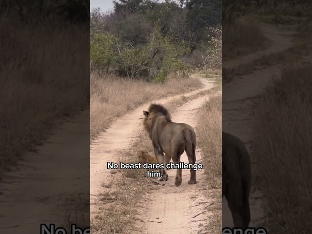 Why Lions lives are awesome #lion #facts #wildlife #safari #nature #shorts #animals #lionking #fyp