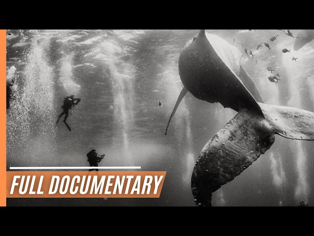 Aquarium Of The World - Endangered Underwater World | Full Documentary