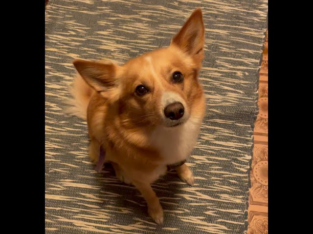 Jessie waiting for a treat