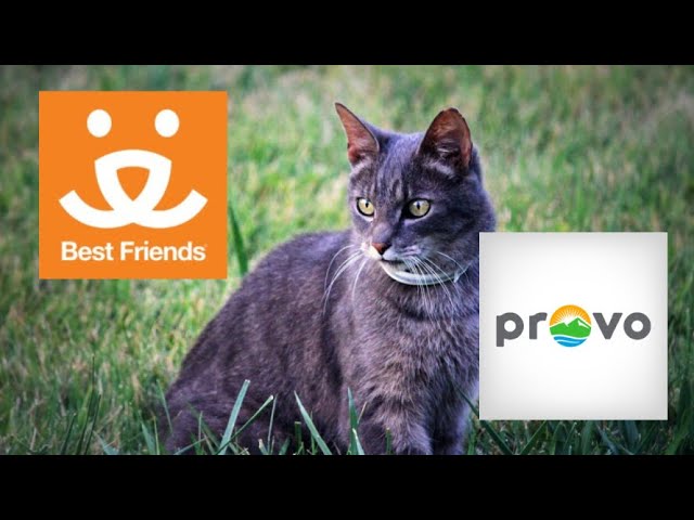 Best Friends Animal Society withdraws $1 million offer to Provo