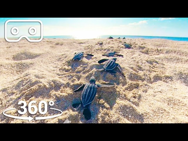 Baby Turtles Hatch And Face A Perilous Race To The Ocean |  VR 360 | Seven Worlds, One Planet