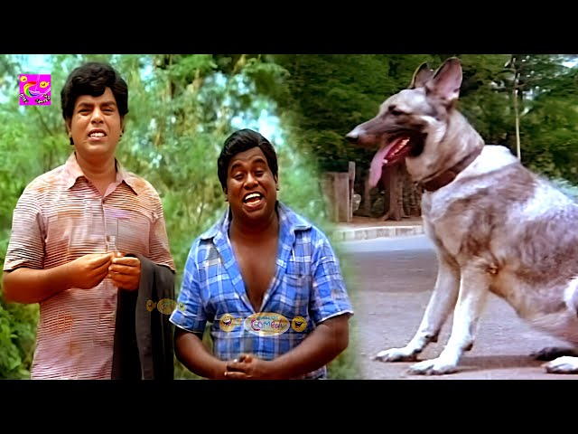 நாய்களை திருடி விற்பனை செய்யும் காமெடிSenthil, S.S.chandran, Omakuchi Narasimhan Comedy Scenes | #4K