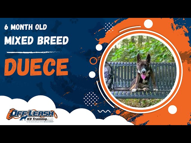 Duece | 6 Month Old Mixed Breed | Off Leash Mixed Breed Training, Georgia