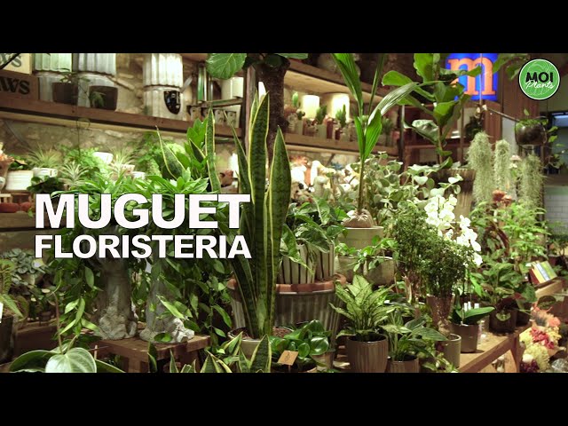 Bonita tienda de plantas en Barcelona (MUGUET)