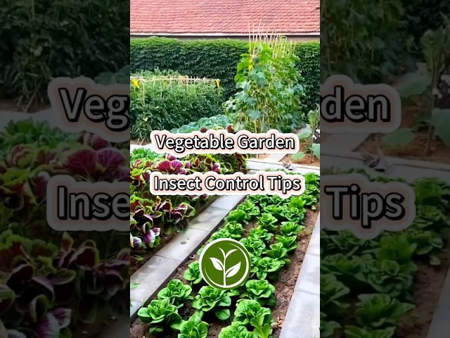 Vegetables Garden Insect control Tips #garden #youtubeshorts #shortvideo #farming #viralvideo