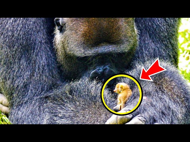 The Gorilla Was Hiding Something. When The Caretakers Checked, They Found Something Unbelievable