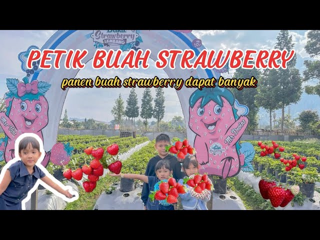 Petik buah strawberry langsung di makan - Petik Buah Strawberry Di Kebun Strawberry Wisata Lembang💞