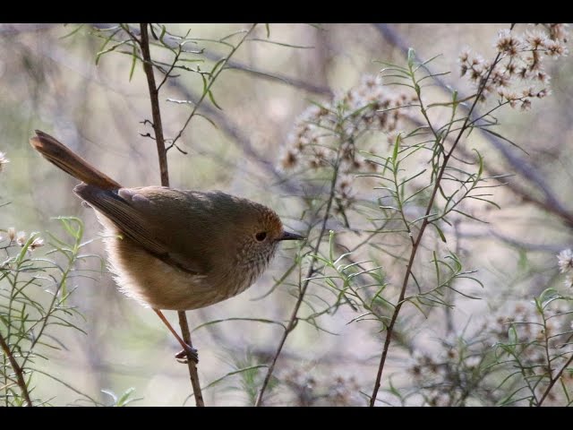 Tiny birds cry wolf to scare predators