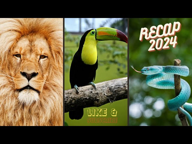 Ultimate Animal Facts Compilation | Recap 2024 | Best of Fact Surge Shorts | #facts #shorts #wild