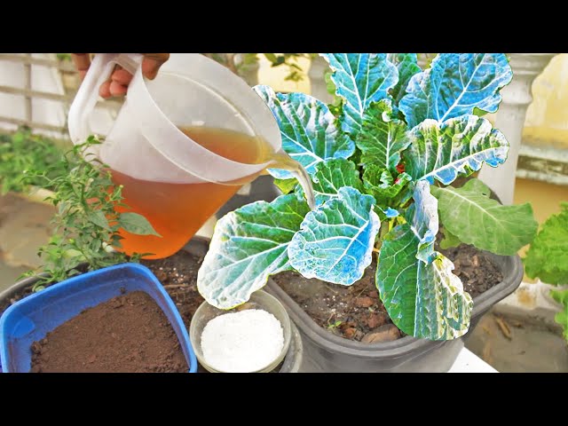 Top 3 Foolproof Fertilizers for Plants: How to Make and Use for Incredible Results!