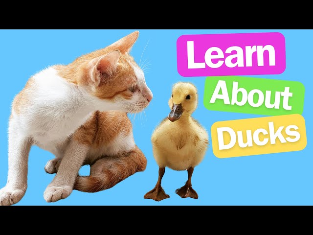 Duck Discovery: Learning About Ducks for Kindergarten and Preschool