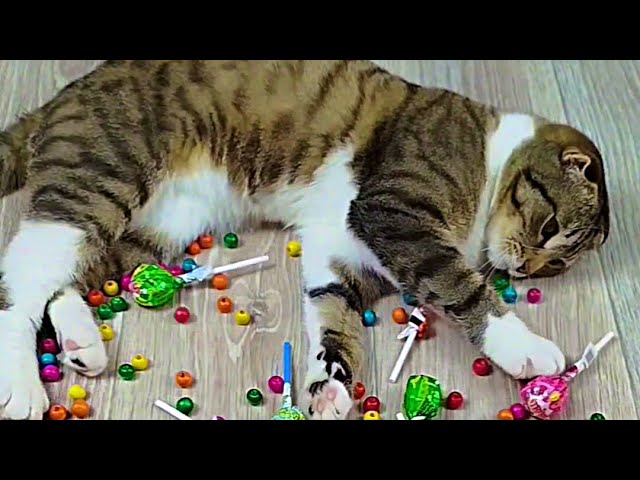 Funny Cat Barsik and Vasj Beads Domino Marbles Reverse Video