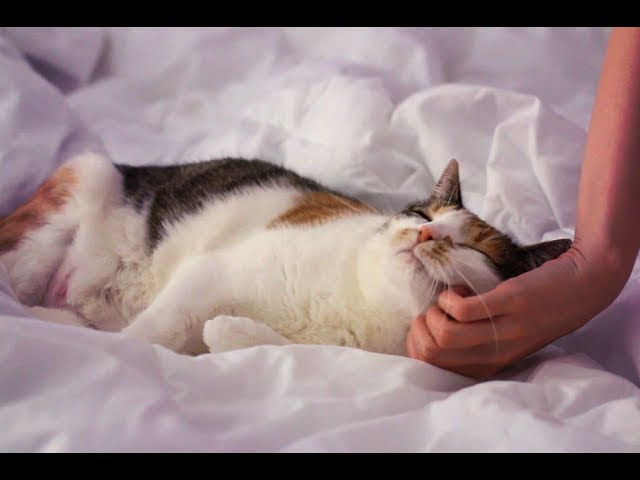 Cat Cuddle Heaven (ASMR softly spoken, purring, rain in background)