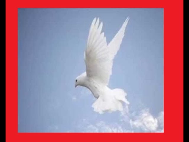 Fly white dove fly bring us peace Let us grow and live in harmony all together on YouTube