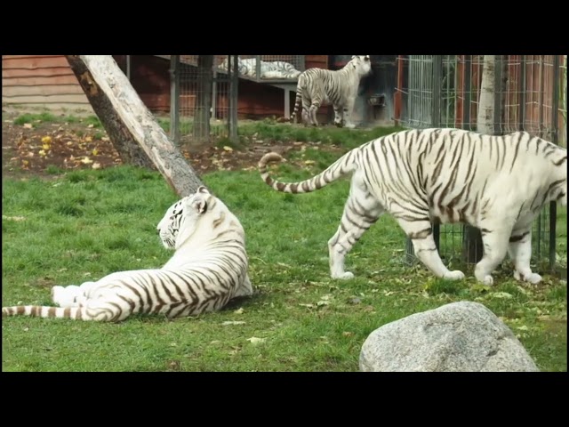 Beautiful white Tiger Status/ The Beautiful place.