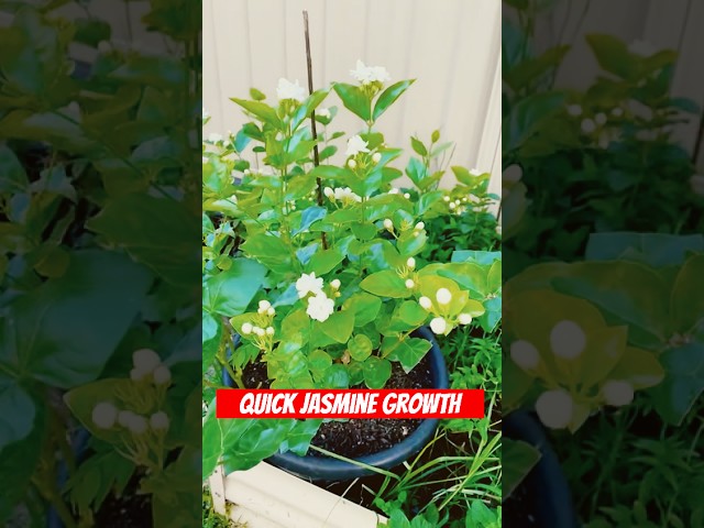 3 Tips for Jasmine Growth 📈📈📈 #plants #garden #nature #gardening #tree #gardeningblog