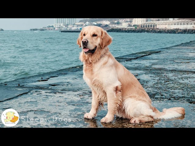 Puppy psychological stability and relaxation music 🐶 💖 Calm rest time & calm waves, separation ...