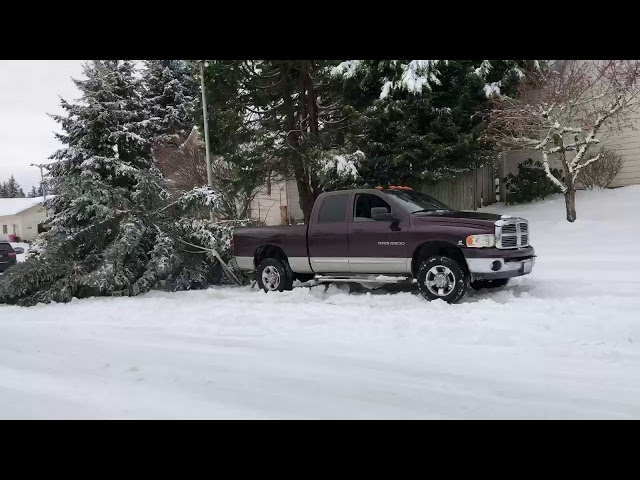 2004 Dodge Ram 5.9 Cummins Pulling a Fallen Tree