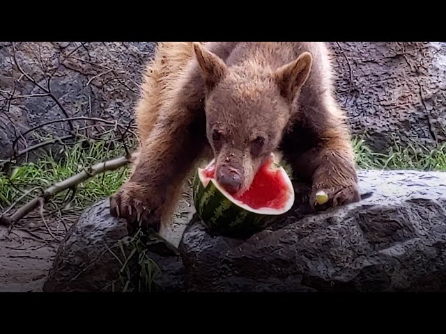 Jackie and Russell the bears celebrate a year since their rescue!