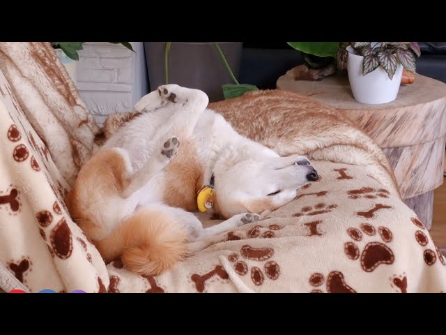 Shibe is broken needs rebooting ASAP