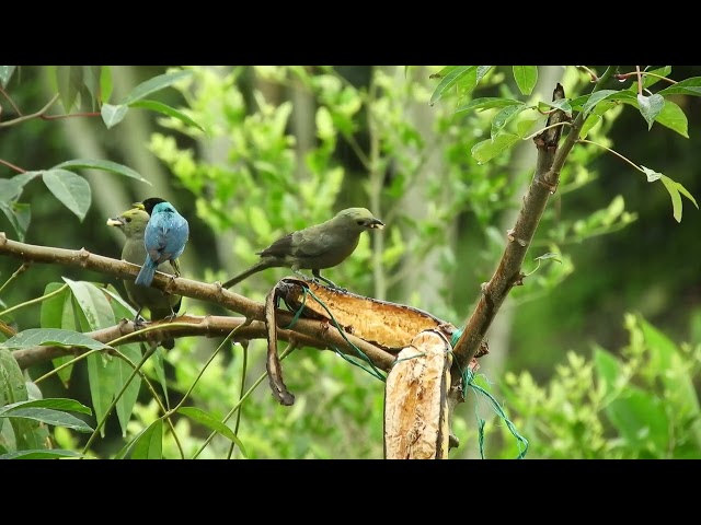 birde on the forest || No Copyright Claims 4k video clips for YouTube - 100% Free