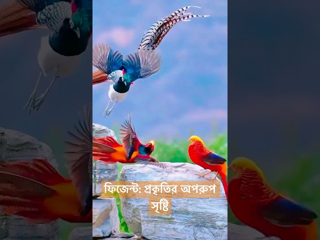 ফিজেন্ট: প্রকৃতির অপরূপ সৃষ্টি | PHEASANT Paradise DISCOVERED!