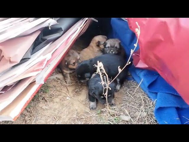 Abandoned at construction site, 5 dogs shivering in hunger and cold crying for their mother