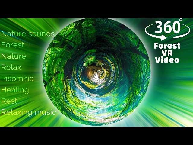 360 VR Forest Video -- zen, meditation, calmness, relax with nature #360vr #360relaxingmusic