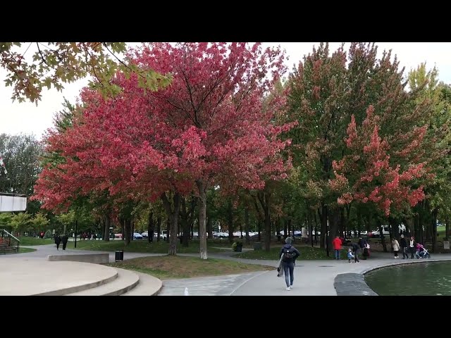 Fall foliage at Mount Royal Park, Montreal, Qc, Canada.