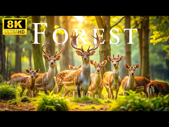 Beautiful Animals 8K HDR - Magical Animal World In The Green Forest With Relaxing Natural Sounds