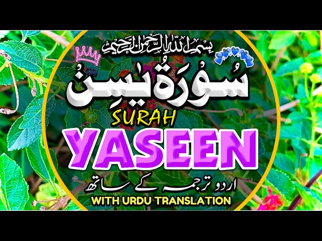 Surah Yaseen (Yasin) سورة يس with Urdu translation | Mishary Rashid Alafasy | 4K Quran | Episode 103