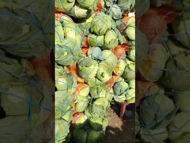 Hosur vegetable market#vegetable #recipe #reels #market#nashik #onion #export #rice #food #car #vlog