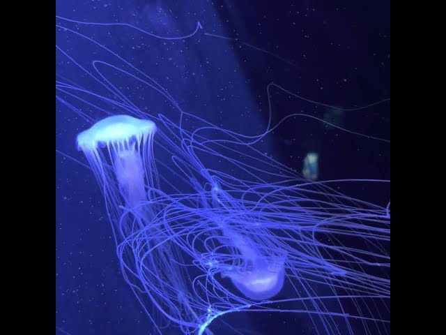 "You Are"--45 second soothing jellyfish CRL meditation