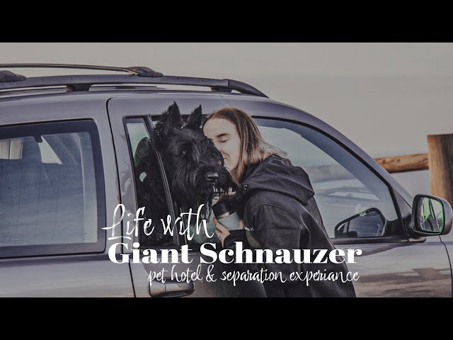 Life with Giant Schnauzer | Ep.3 | Dog hotel & 12 days of separation | Vacation in Moscow