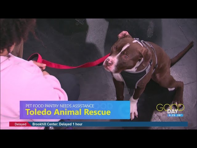 Furry Friday: Meet 'Peluche' | Good Day on WTOL 11