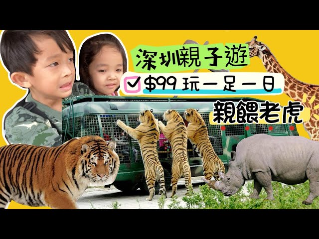 $99去動物園 | 超多種動物可親餵| 餵老虎 長頸鹿 大象 |深圳野生動物園 馬戲表演 | 深圳機動遊戲 | 深圳親子遊 | 深圳親子好去處 | 提子哥哥 grapebrother |