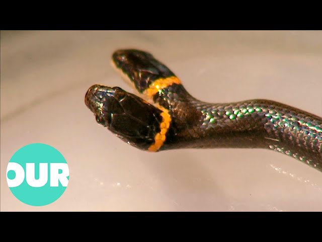 The Rare TWO HEADED Snake That Is Baffling Scientists | Our World