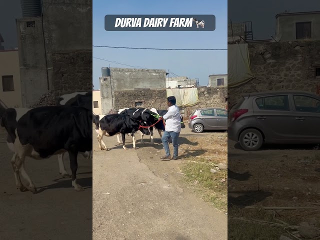 DURVA DAIRY FARM 🐄#cow #dairy %#dairyfarm #dairycows #cowlover